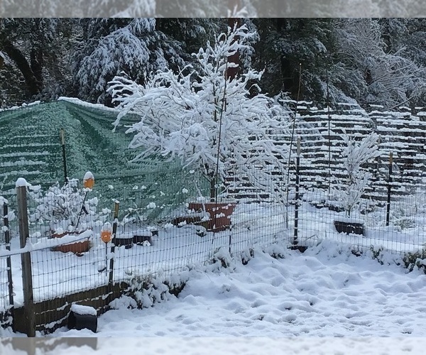 Medium Photo #4  Breeder Profile in WILLITS, CA, USA