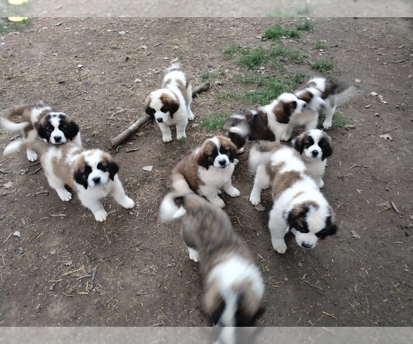 Medium Photo #1  Breeder Profile in MARLETTE, MI, USA