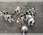 Small breeder photo