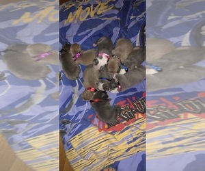 Main photo of Olde English Bulldogge Dog Breeder near MARTIN, TN, USA