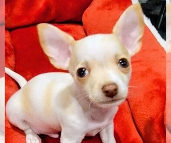 Medium Photo #12  Breeder Profile in ISLETON, CA, USA