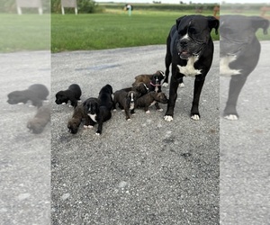 Boxer Dog Breeder near NEW LONDON, IA, USA