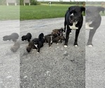 Small breeder photo