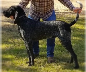 Bluetick Coonhound Dog Breeder near KEMP, TX, USA