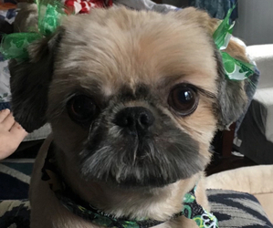 Shorkie Tzu Dog Breeder near NAPERVILLE, IL, USA