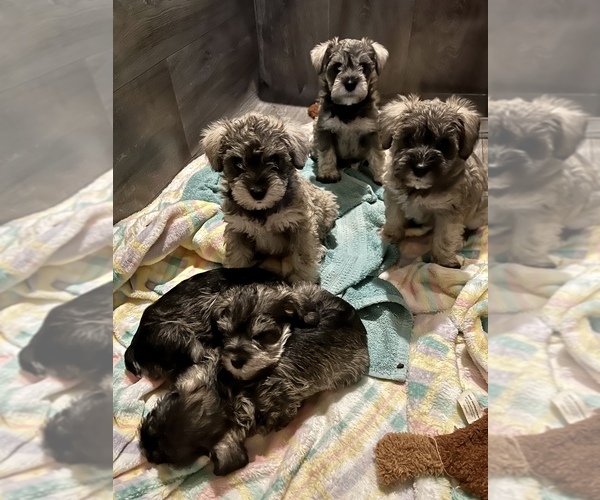 Medium Photo #1  Breeder Profile in PUYALLUP, WA, USA