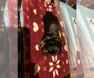 Dachshund Dog Breeder near LYNCHBURG, VA, USA
