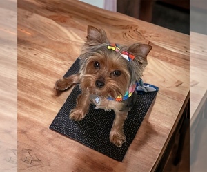 Yorkshire Terrier Dog Breeder near PGH, PA, USA