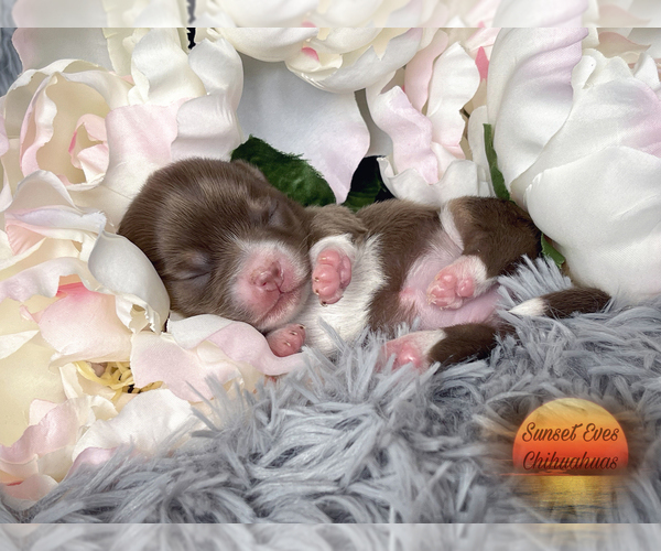 Medium Photo #1  Breeder Profile in OAKWOOD, GA, USA