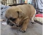 Small #45 Breeder Profile image
