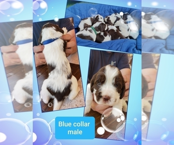 Medium Photo #1  Breeder Profile in AND, SC, USA