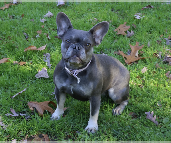 Medium Photo #8  Breeder Profile in PASADENA, MD, USA