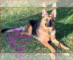 Small #29 Breeder Profile image