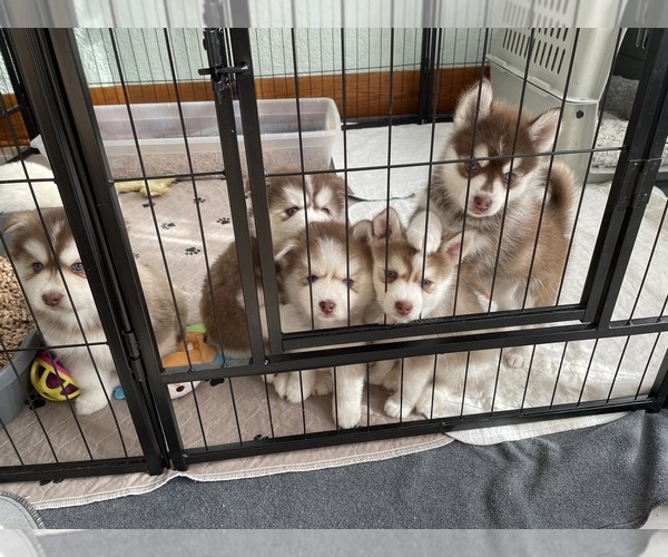 Medium Photo #49  Breeder Profile in VENUS, PA, USA