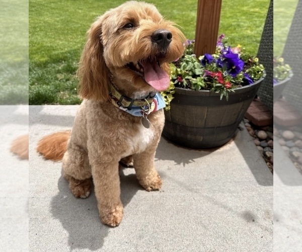 Medium Photo #1  Breeder Profile in ELBERT, CO, USA