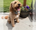 Small breeder photo