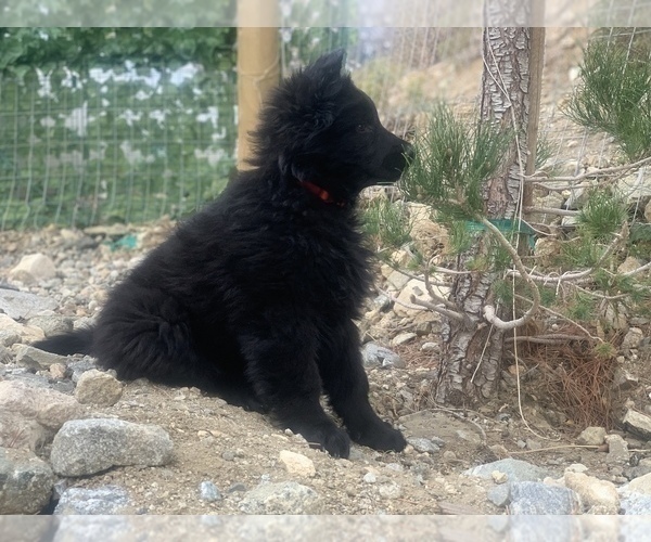 Medium Photo #189  Breeder Profile in PINON HILLS, CA, USA