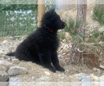 Small #188 Breeder Profile image