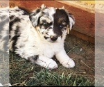 Small Photo #11  Breeder Profile in SANDY VALLEY, NV, USA