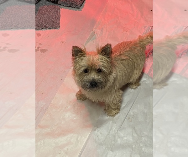 Medium Photo #3  Breeder Profile in ROCKFORD, IL, USA