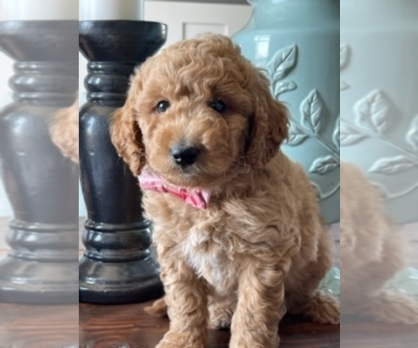 Medium Photo #10  Breeder Profile in AURORA, IL, USA