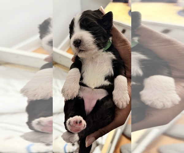 Medium Photo #1  Breeder Profile in JOHNS ISLAND, SC, USA