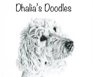 Golden Mountain Doodle  Dog Breeder near BREA, CA, USA