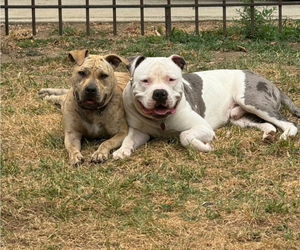 American Pit Bull Terrier Dog Breeder near TEMPLE HILLS, MD, USA