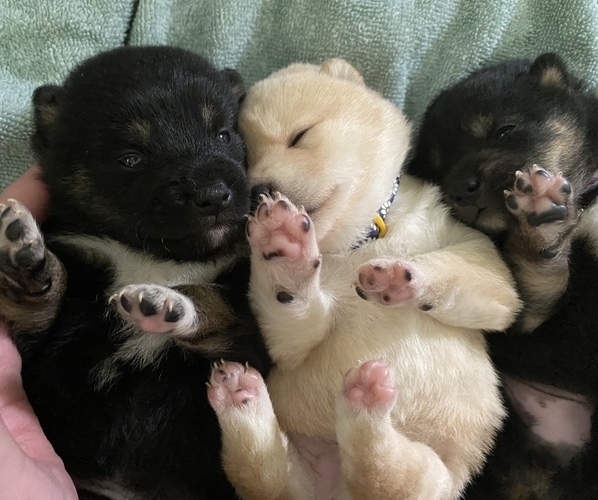 Medium Photo #1  Breeder Profile in WEEPING WATER, NE, USA