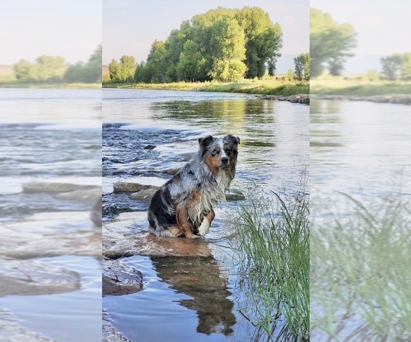 Medium Photo #1  Breeder Profile in CEMENTVILLE, IN, USA