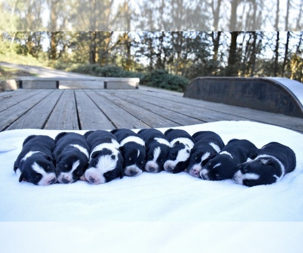 Medium Photo #1  Breeder Profile in YACOLT, WA, USA