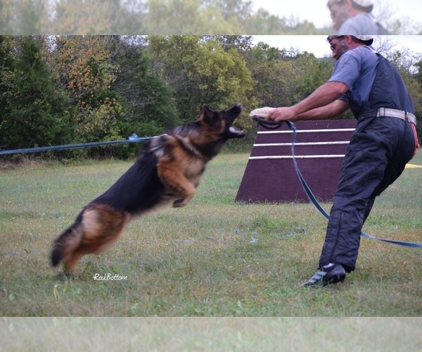 Medium Photo #4  Breeder Profile in MORRILTON, AR, USA