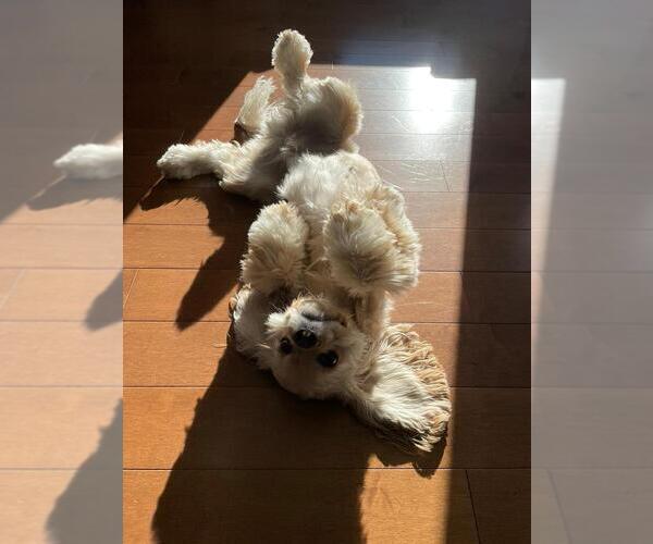 Medium Photo #74  Breeder Profile in Aylmer, Ontario, Canada