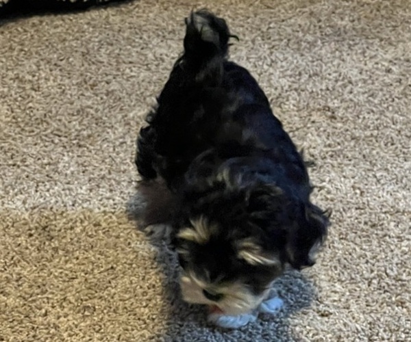 Medium Photo #5  Breeder Profile in BELLINGHAM, WA, USA
