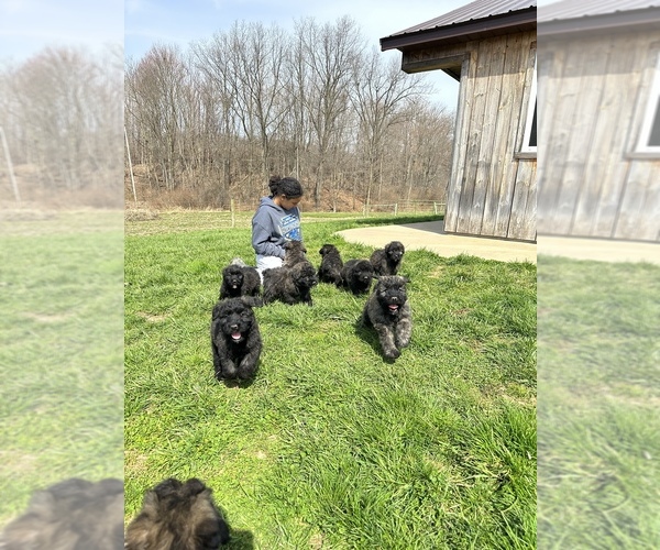 Medium Photo #12  Breeder Profile in HASTINGS, MI, USA