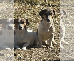 Jack Russell Terrier Dog Breeder near BAXLEY, GA, USA