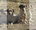 Small breeder photo