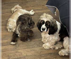 Cocker Spaniel Dog Breeder in LUBBOCK,  USA