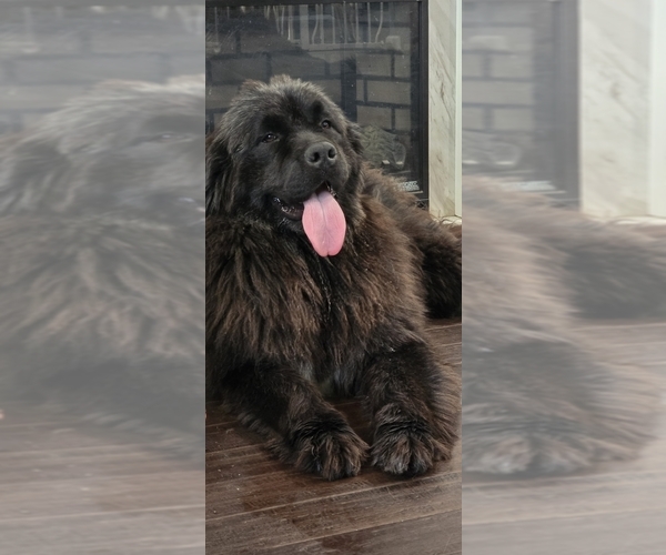 Medium Photo #67  Breeder Profile in TILTON, IL, USA