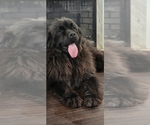 Small #66 Breeder Profile image