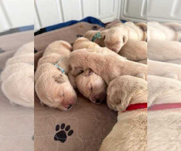 Medium Photo #4  Breeder Profile in LECANTO, FL, USA