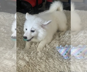 American Eskimo Dog Dog Breeder near HESPERIA, CA, USA