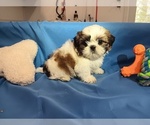 Small breeder photo