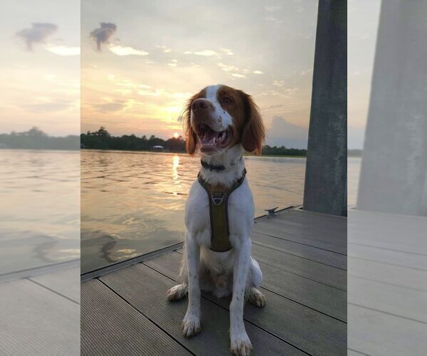 Medium Photo #71  Breeder Profile in HORTENSE, GA, USA