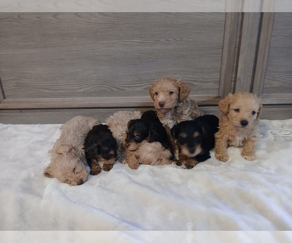 Medium Photo #1  Breeder Profile in STIGLER, OK, USA