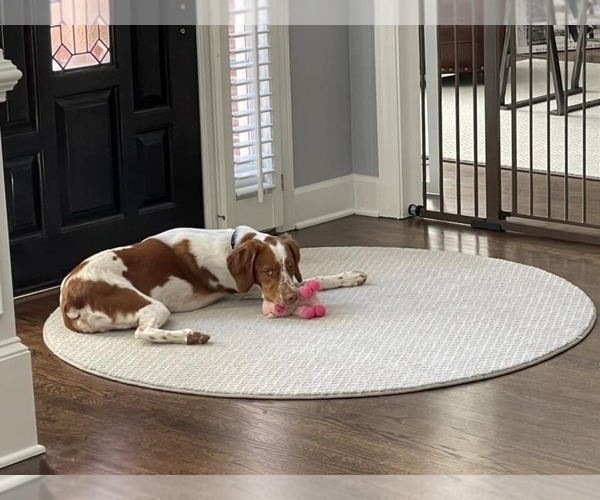 Medium Photo #61  Breeder Profile in HORTENSE, GA, USA