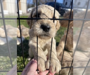 Goldendoodle Dog Breeder near GROVE CITY, PA, USA