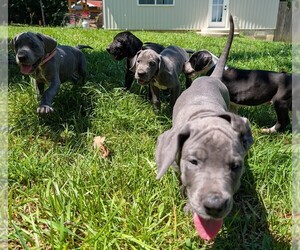 Great Dane Dog Breeder near WALNUT GROVE, MO, USA
