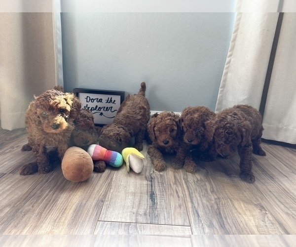 Medium Photo #4  Breeder Profile in DALY CITY, CA, USA
