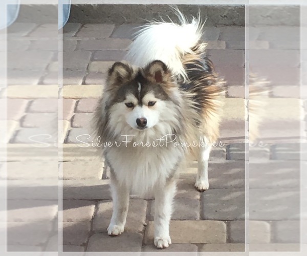 Medium Photo #27  Breeder Profile in GOLDEN VALLEY, AZ, USA